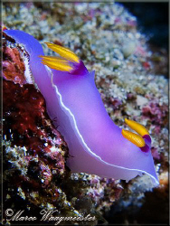 Chromodorididae Nudibranch against current (Hypselodoris ... by Marco Waagmeester 